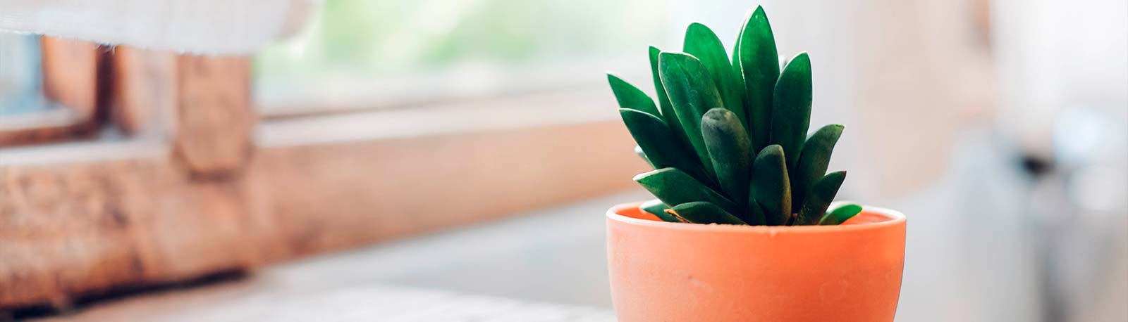 Lille grøn plante