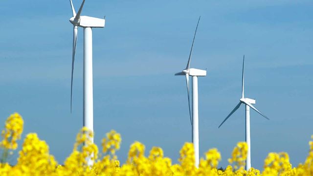 Vindmøller på rapsmark