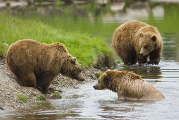 Billede af brunbjørne i Skandinavisk Dyrepark