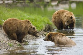 Billede af brunbjørne i Skandinavisk Dyrepark