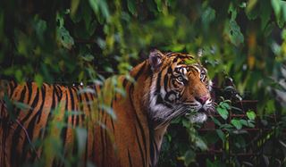 Billede af tiger i Aalborg Zoo