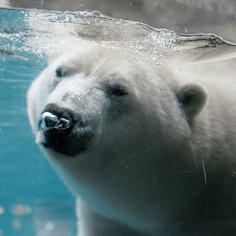 Isbjørn i Aalborg Zoo