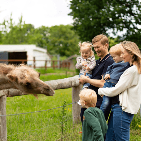 Billede af familie og kamel