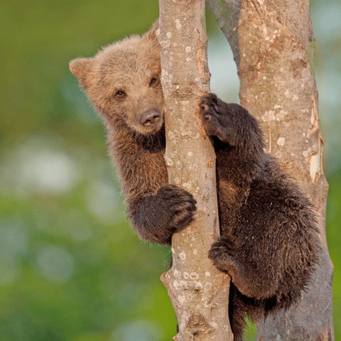 Billede af bjørneunge i Skandinavisk Dyrepark